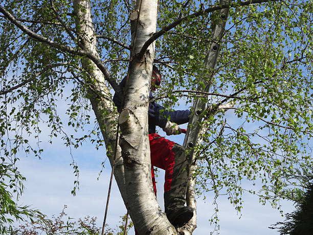 How Our Tree Care Process Works  in  Madeira, OH